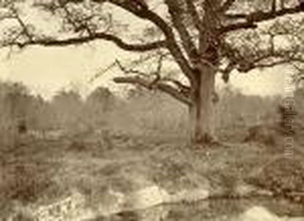 Etude D'apres Nature (chene) - view 1