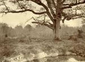 Etude D'apres Nature (chene)