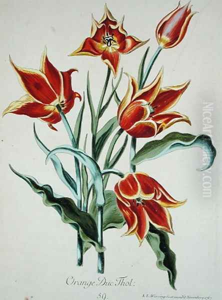 Orange Tulip, from Opera Botanica by Conrad Gesner (1516-65) 1767 - view 1