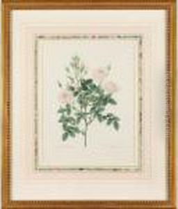 Flower Studies by Pierre-Joseph Redoute