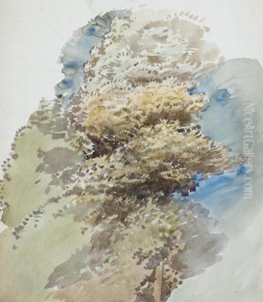 Study Of A Tree - view 1