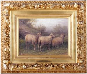 Sheep At Rest Sheep At Rest