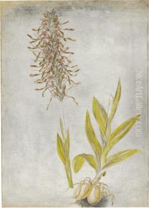 Study Of Himantoglossum Hircinum by Thomas Sen Robins
