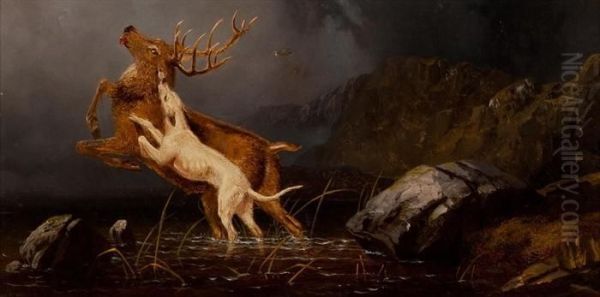 Dog Attacking A Stag In The Highlands - view 1