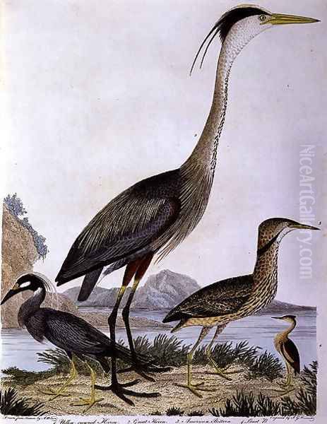 Herons, engraved by I. G. Marnicke - view 1