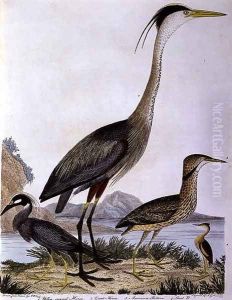 Herons, engraved by I. G. Marnicke