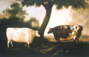 Two Shorthorn Cattle, 1806 by Thomas Harrington Wilson
