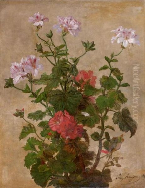 Geranium - view 1
