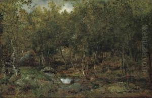 Les Vieux Bouleaux Au Plateau De Bellecroix En Foret Defontainebleau