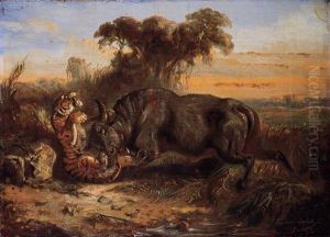 Combat Between A Buffalo And Tiger