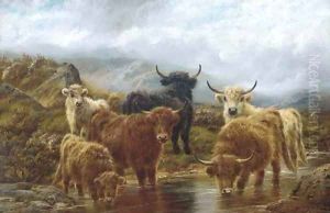 Highland cattle watering