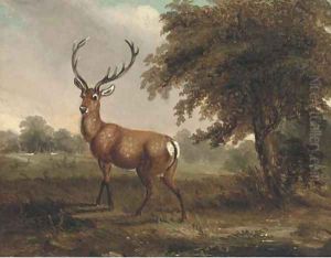 A stag in a landscape
