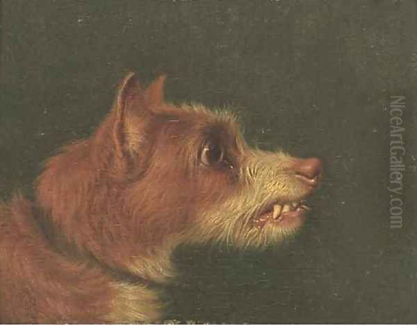 Snarling terriers - view 1