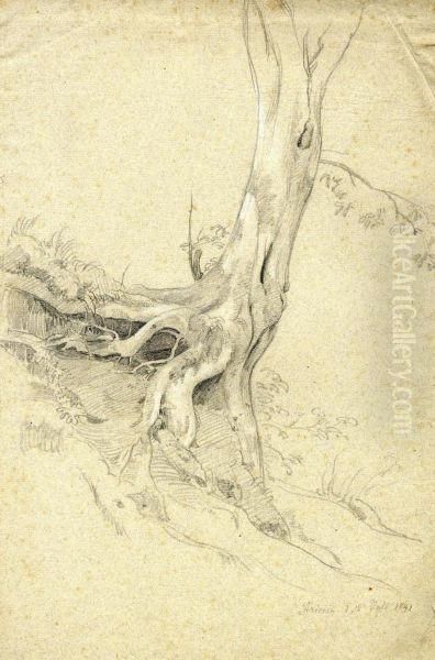 Study Of A Tree - view 1
