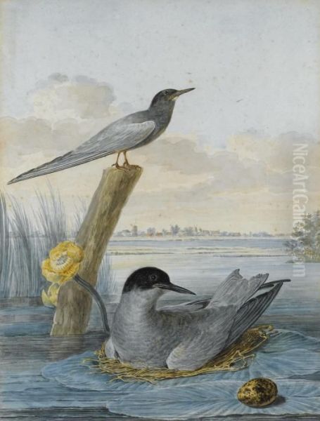 Terns With Nest And Egg In A River Landscape - view 1