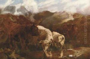 Highland cattle Highland cattle