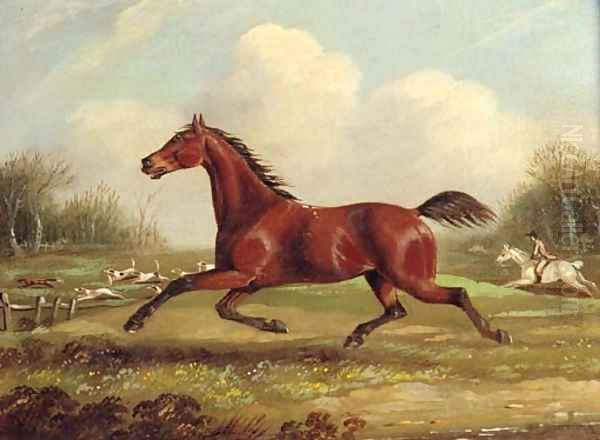A bay Hunter running with Hounds - view 1