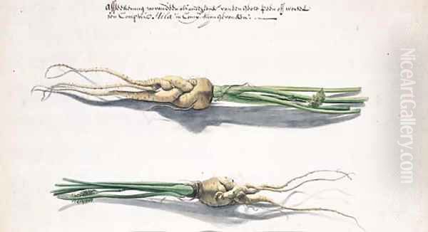 Two Studies of Parsnips - view 1