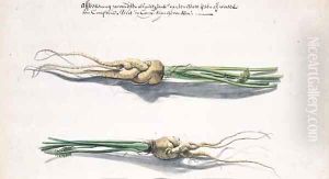 Two Studies of Parsnips by Frans Withoos