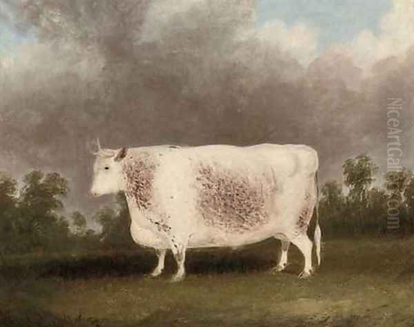 A white prize bull - view 1