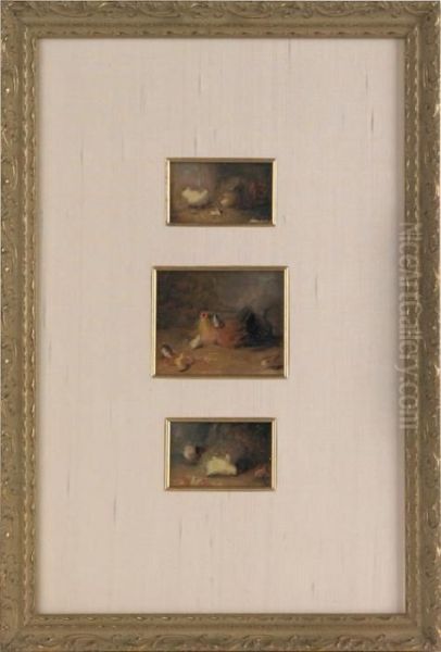 Chickens And Chicks - view 1
