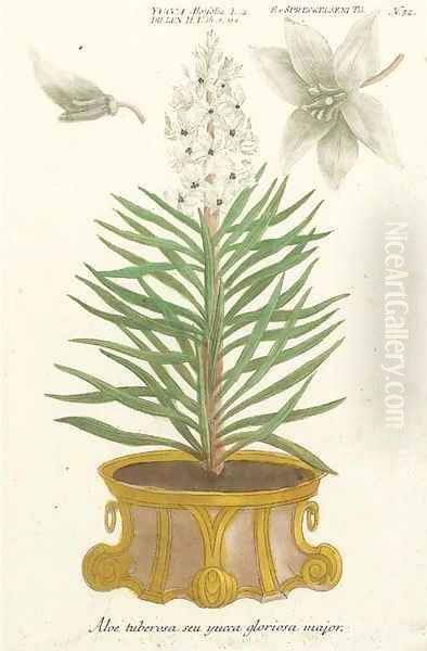 Botanical studies of Aloe and Agave - view 1