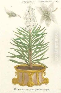 Botanical studies of Aloe and Agave by Johann Wilhelm Weinmann