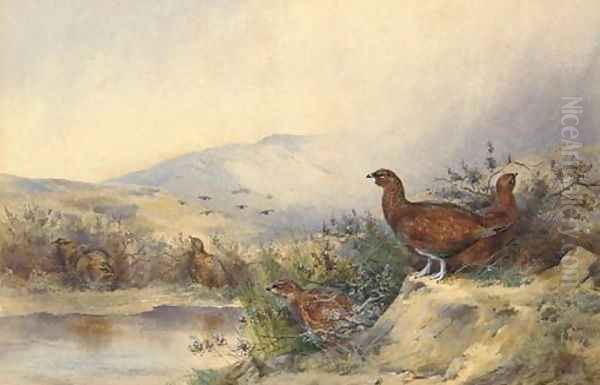 Pheasant - view 1
