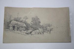 Cows Grazing