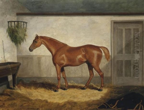 Leeds, A Chestnut Hunter In A Loose Box - view 1