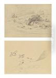 Studies Of Young Tern