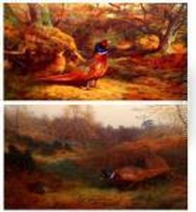 Pheasants In Woodland by Archibald Thorburn
