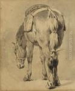 Study Of A Saddled Horse