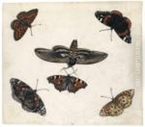 Studies Of Five Butterflies And A Hawk Moth - view 1