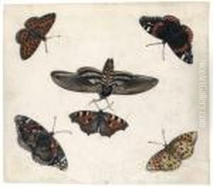 Studies Of Five Butterflies And A Hawk Moth by Jan van Kessel