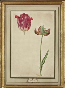 Etude De Tulipe by Pieter Gerardus Van Os
