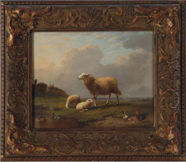 Sheep, Ducks And Chicken In A Pasture - view 1