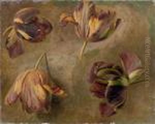 Etude De Tulipes - view 1
