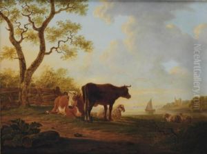Resting Cattle On A River Bank