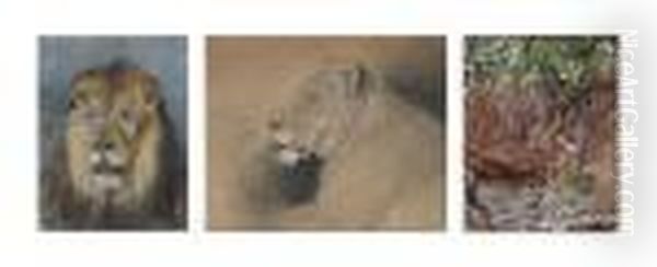 A Lion Study - view 1