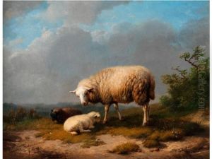 Schaf Mit Zwei Jungtieren In Einer Heidelandschaft