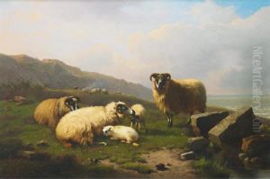 Sheep, Ewes And Lambs In A Pasture By The Sea