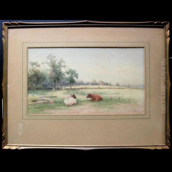 Cattle At Rest - view 1