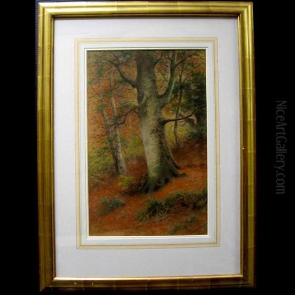Woodland Study - view 1