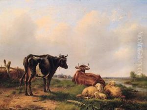 Kuhe Auf Der Weide Kuhe Auf Der Weide