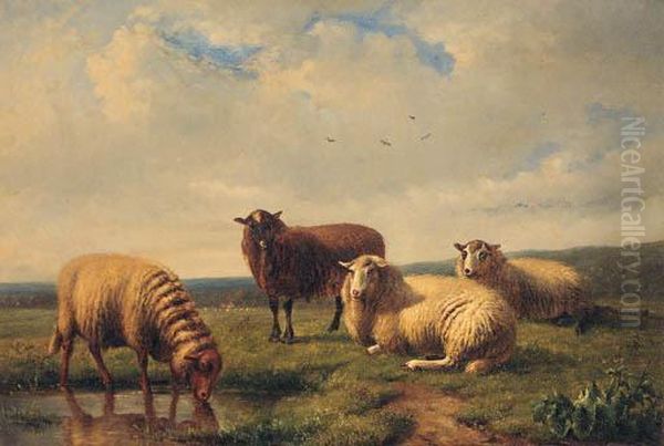 Sheep Resting In A Meadow - view 1