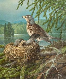 Birds At The Nest by Ferdinand Wilhelm Von Wright