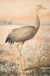 A Young Crane by Ferdinand Wilhelm Von Wright