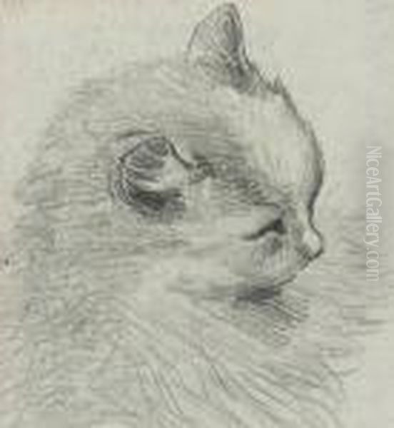 Study Of A Cat - view 1