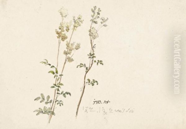Meadowsweet - view 1